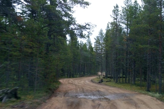 Forest road Forest road