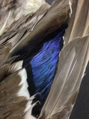 Blue flank Blue flank