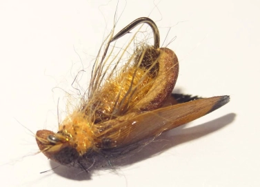 The belly side The belly side