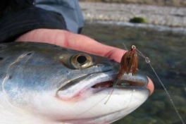 A Klympen fish A Klympen fish