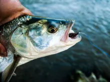 User submitted picture: Asp in the wet fly