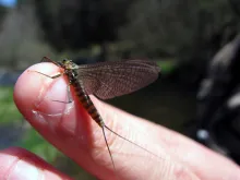 User submitted picture: " French March brown" b...