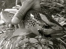 User submitted picture: Brown with a Bugger