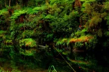 User submitted picture: jungle of west coast