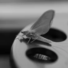 User submitted picture: A great eastern Sulphur r...