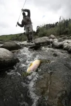 User submitted picture: Catch a Brown