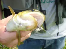 User submitted picture: Nice brown trout from the...