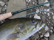 User submitted picture: Summer Smallmouth 