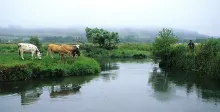 User submitted picture: cows and fisherman