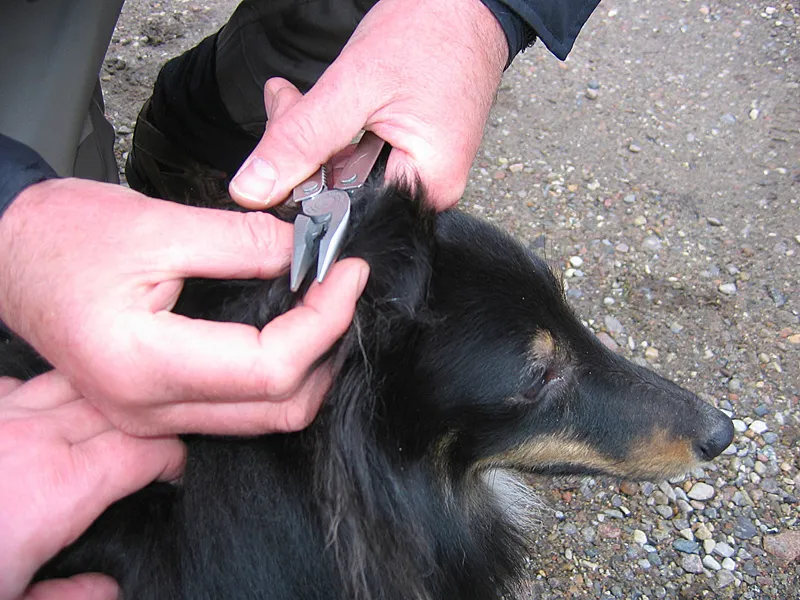 In the surgery - A delicate operation and the hook was out of the dog's ear