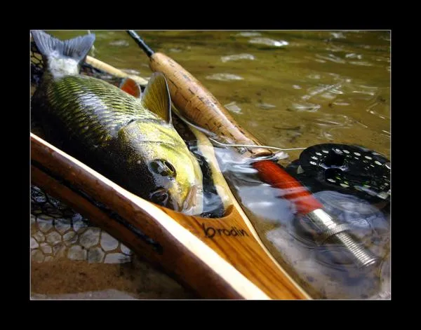 User submitted picture: Chub. Virvyte river in Li...