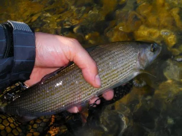User submitted picture: Grayling taken on the Alz...