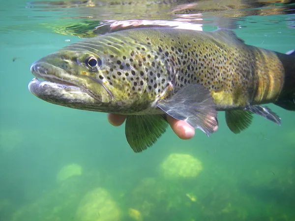 User submitted picture: Reday for release !! by w...