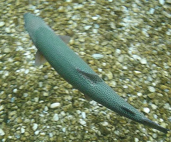 User submitted picture: Underwater photo of giant...