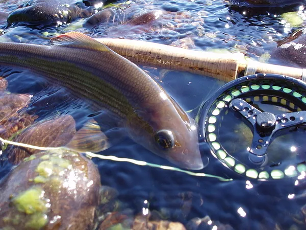 User submitted picture: Sage STL # 0
Perfekt wea...